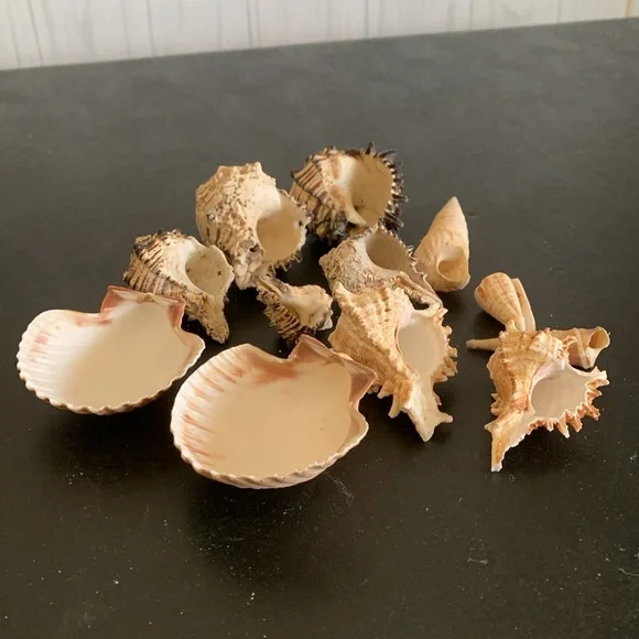 Assorted shells from San Felipe - Picture 9 of 10